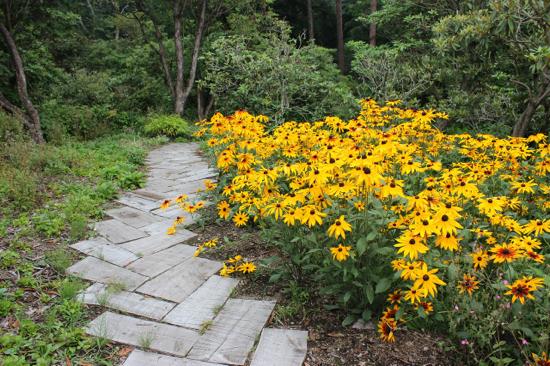 四季折々の花々もたくさん。こちらはルドベキア。