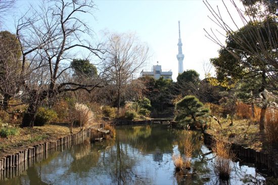 230種もの植物が見られる向島百花園は、六義園や清澄庭園などとともに「都立文化財9庭園」のひとつ