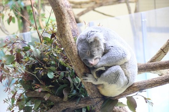 コアラはお昼寝中。狙い目はユーカリの枝を替える13時30分で、飼育員による解説もある