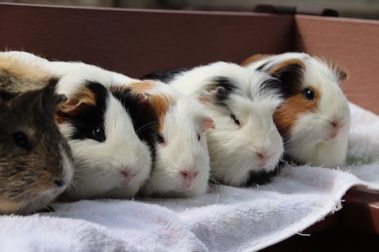 ふれあいコーナーでは、モルモットやうさぎなどの小動物と触れ合える。モルモット、かわいい！