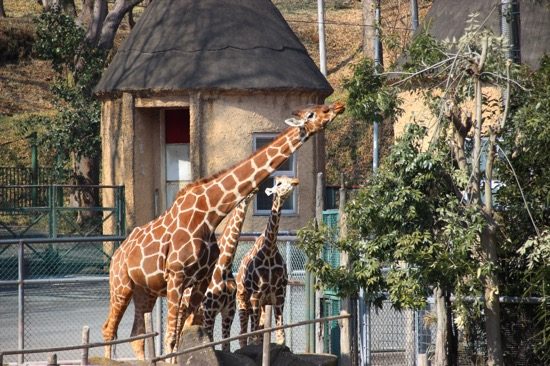 多摩動物公園では昨年からキリンの誕生ラッシュ。赤ちゃんの姿が見られる