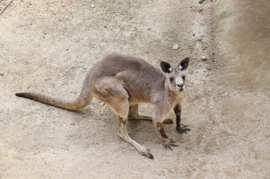 カンガルーやワラビーがいるのは、オーストラリアドーム