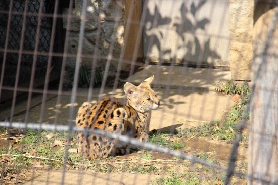 「けものフレンズ」で一躍有名になったサーバルキャット