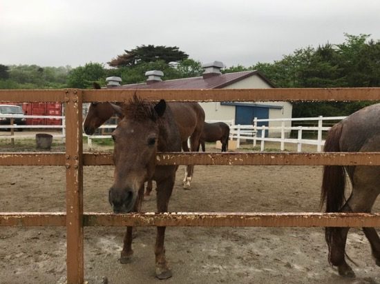 近寄ると馬が柵から顔を出してきます!
