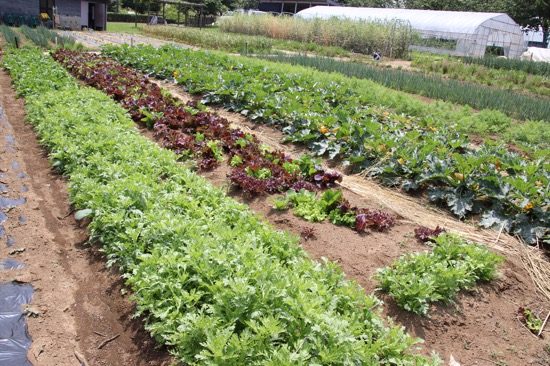 畑ではじゃがいもやレタス、ズッキーニなど、身近な野菜が無農薬の有機農業で育てられていた