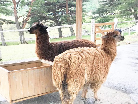目がとってもかわいいアルパカ