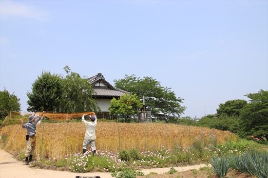 取材時は麦がグングン育っていて綺麗だった。ここが都内であることを忘れてしまう景色