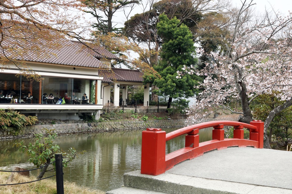 源平池。北条政子が掘らせた池で春の桜と夏の蓮花が有名