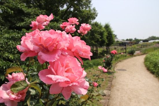 園内を歩いていると、さまざまな花に出会う