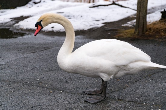 駐車所で白鳥が休んでいることも。人馴れしている様子