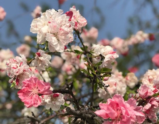 天空庭園に咲くハナモモの花