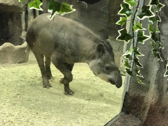 バクって結構大きいんです
