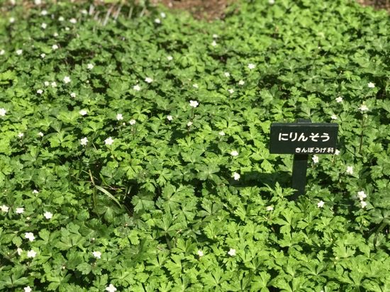 きんぽうげ科 二輪草も小さな花をつけていました
