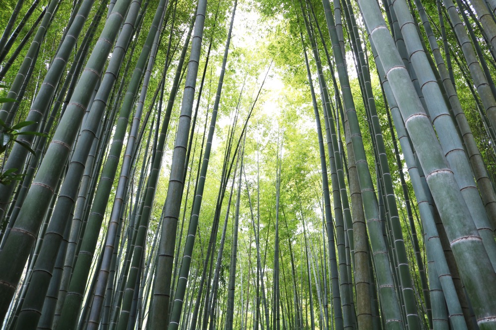 圧倒的な迫力の竹林! 静かな空間でつい時間を忘れて無心に