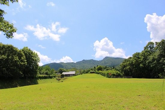 あたり一面の緑と、澄んだ青空がきれい