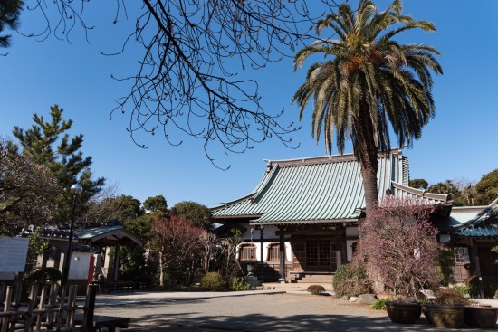 源頼朝の3つの御所の1つ「桜の御所」として知られる
