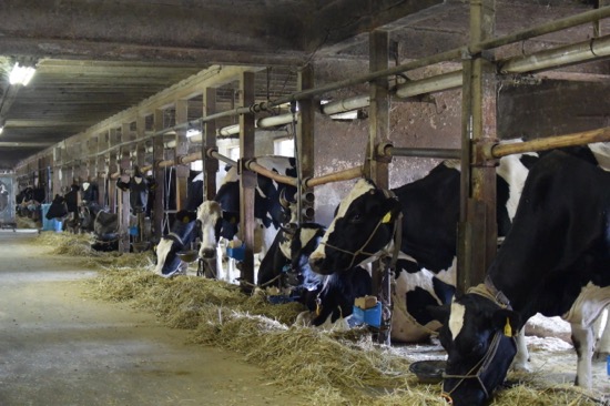 ホルスタイン種、ジャージー種合わせて100頭近くの乳牛が飼育されている