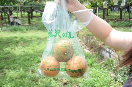 梨は袋に入れよう。採った分が買い取りになる