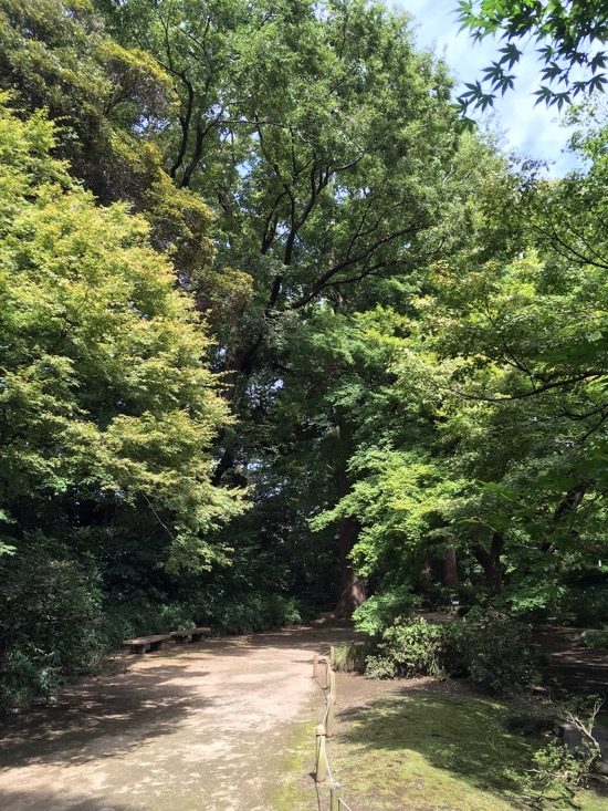 シーズンになれば、紅葉のトンネルの下を散策できます