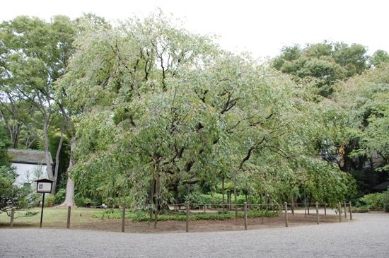 春にはライトアップされたしだれ桜を見ることができます