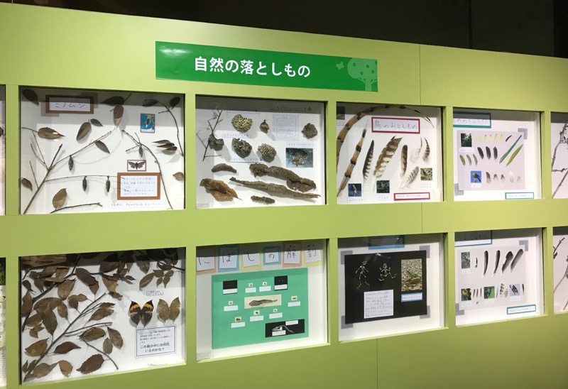 鳥の羽や昆虫の抜け殻などを展示した「自然の落とし物」