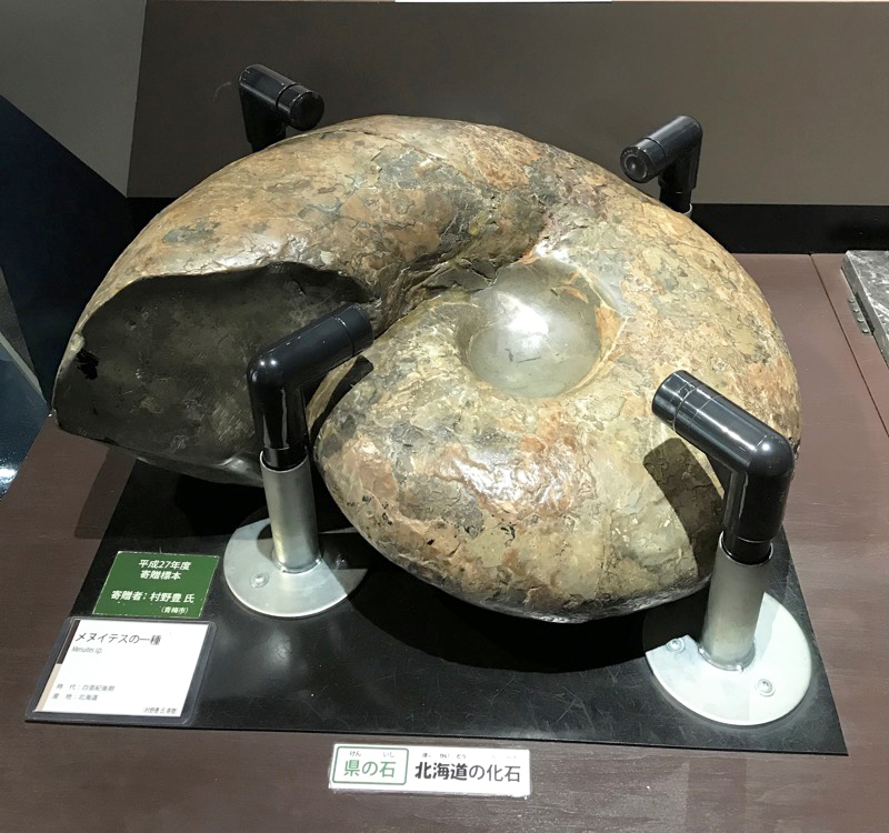 大型アンモナイトも展示されている。